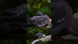 Convert Dark Photos to Bright Photos! #canon #shorts #lightroom