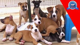 ELLOS SON LOS ELEGIDOS by TOP SHOW CANINO 5,109 views 9 months ago 10 minutes, 47 seconds