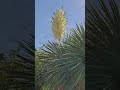 Gettnau Yucca June 🌞💮🌿🚞🌲🇨🇭Luzern Switzerland
