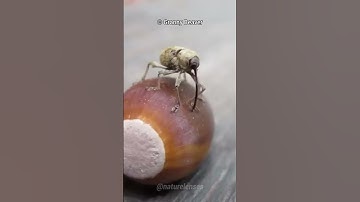 Acorn Weevil | The Drill Insect