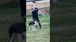 All Bark, No Bite: Off-Leash Dog Sparks Front Yard Feud | Neighborhood Wars | A&E #shorts