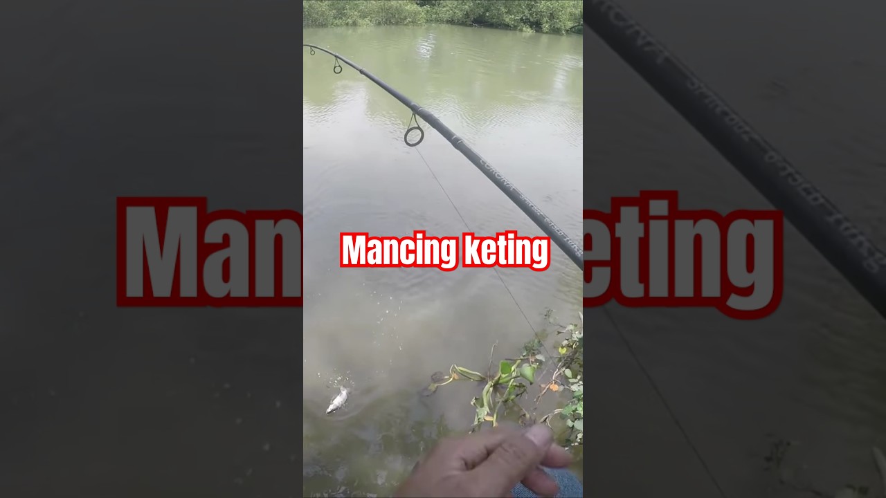 Mancing ikan keting 