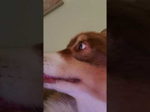 My Sister's Dog Buster