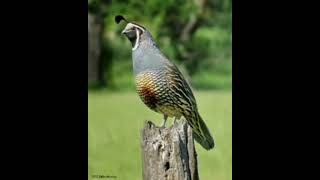 #batair ki awaz #best batair sound #shorts #videos #quailbirds #batair #bulbul #birds #tiktok #love