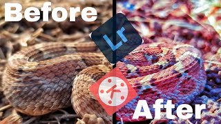 How to Editing Saw-scaled vipers Snake photo //Saw-scaled vipers Snake Editing in mobile screenshot 1