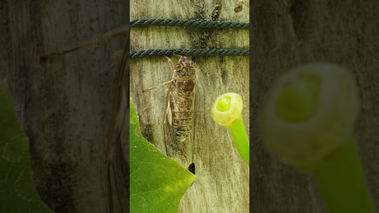 Atlantic saltmarsh cicada 
