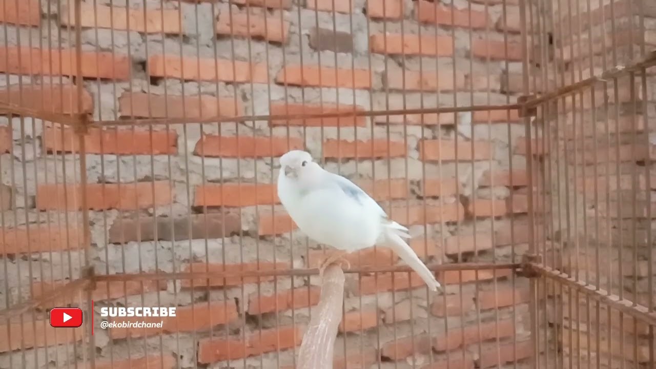 Master Kicau Burung Kenari Panda Suara Merdu Cengkok Istimewa