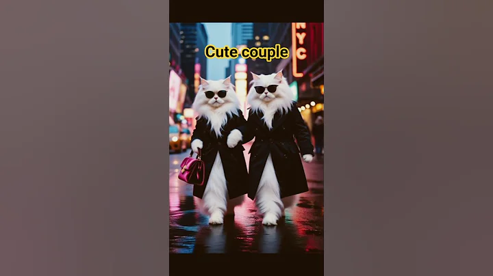 Video 11036821: persiancat cats funnycats, persiancat funny cat cute, persiancat cat animals