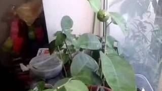 Плодоношение лимонов, выращенных из косточки! Лимон в домашних условиях! Часть 1 Плодоношение лимонов, выращенных из косточки! Лимон в домашних условиях! Часть 1