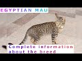 Egyptian Mau. Pros and Cons, Price, How to choose, Facts, Care, History