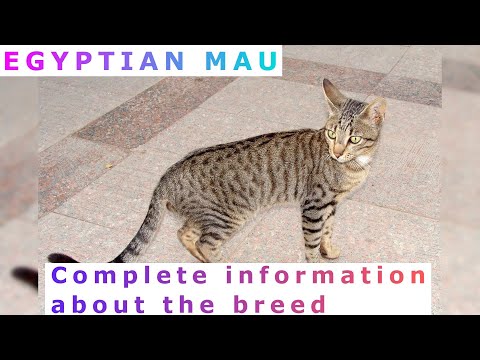 Video: Egyptian Mau Cat: Breed Photo, Description, Character And Habits, How To Choose Kittens, Owner Reviews