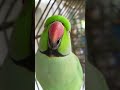 Ye mithu talking parrot cute 