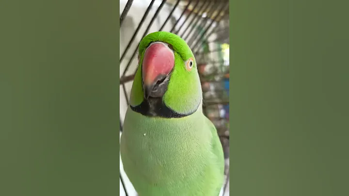 ye mithu talking parrot cute ❤️