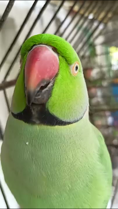 ye mithu talking parrot cute ❤️