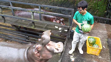 Qu'est-ce que mange un hippopotame ?