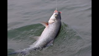 la pescuit de avat pe Dunare