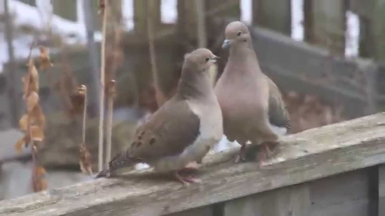Mourning Doves (Zenaida macroura) mating