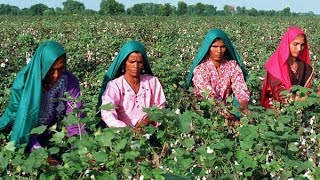 Cotton Cultivation In Pakistan Sindh Khairpur Thari Mir Wah