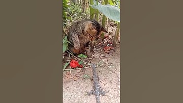 Cat vs Monitor Lizard. #shorts #animals #cat