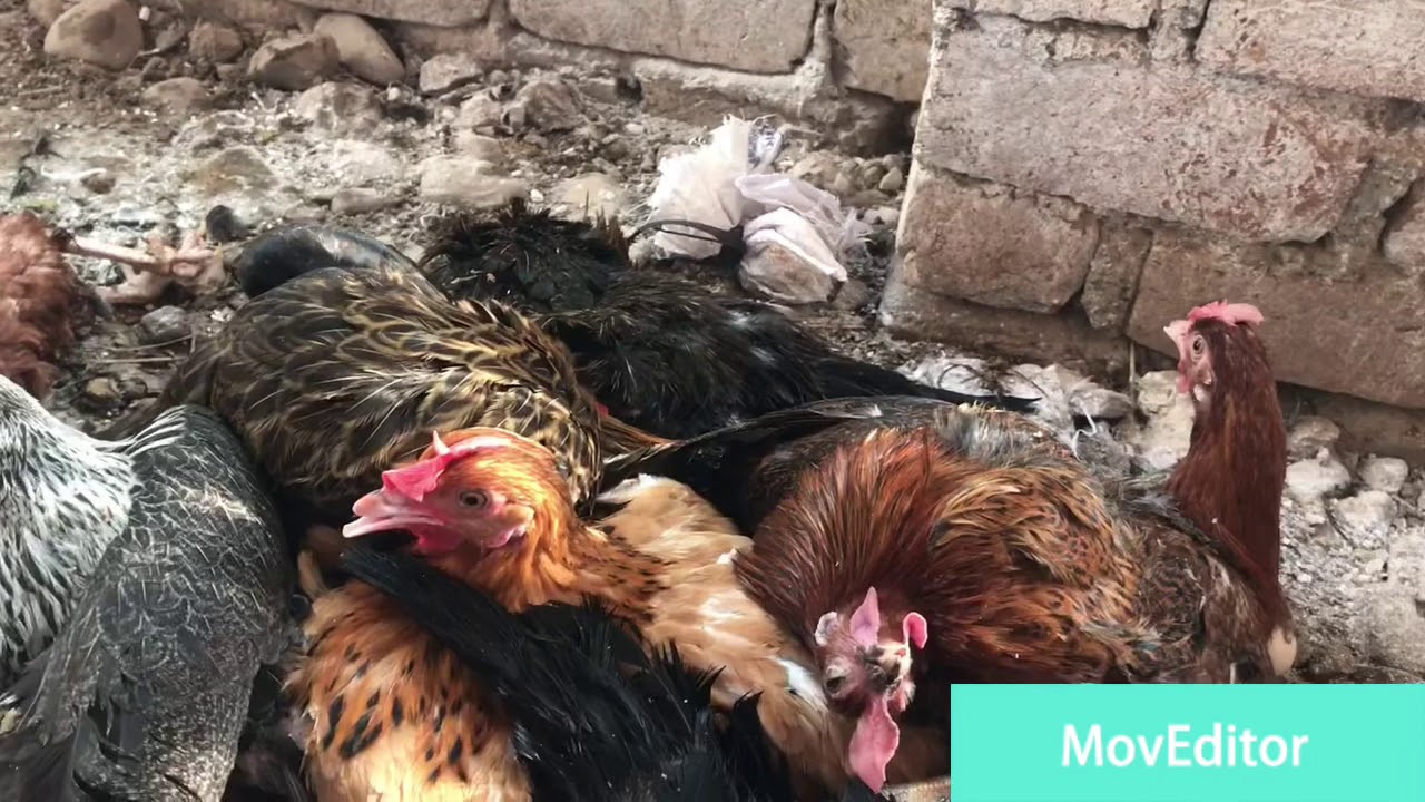 تربية الدواجن الدجاج المحلي Locale chicken In Pakistan YouTube