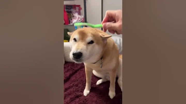 Shiba Inu is a cat dog - DayDayNews