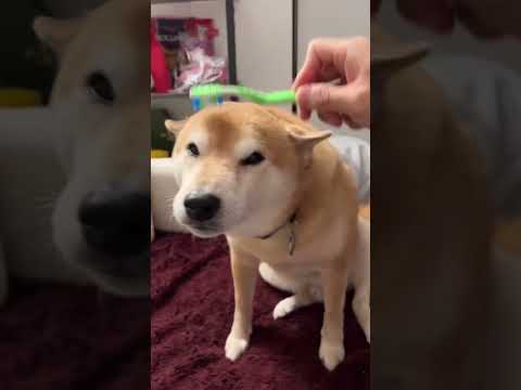 Video: Den Trendy New Kind of Dog Behandle Shiba Inus Go Nuts For