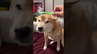 Shiba Inu Is A Cat Dog