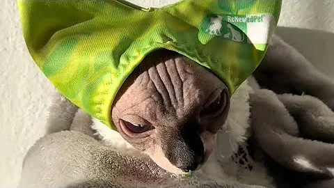 Video 5196861: sphynx cat ear, sphynx grooming