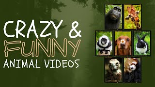 Funny Zoo Animals! #funny #funnyanimals #zooanimals #zoo #relatable #relatablecontent #foryou