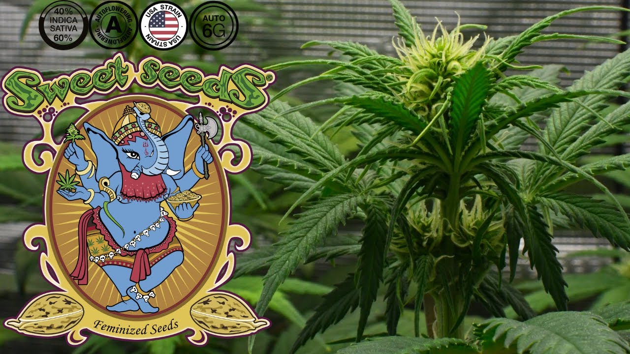 Jet Fuel Mandarine XL Auto | Week 6 | Sweet Seeds (Autoflower)