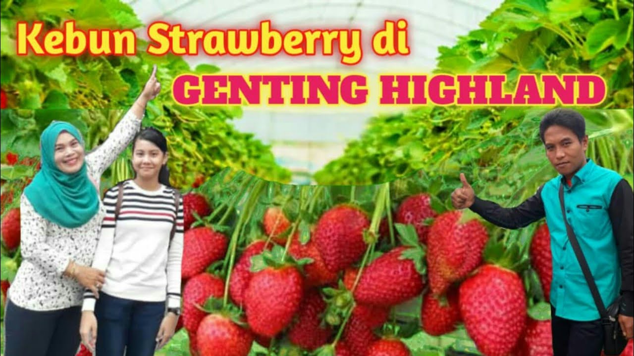 Genting highland strawberry leisure farm - YouTube