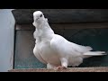 Бантастые голуби Морозова Сергея