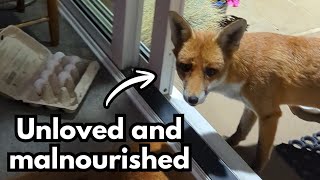 Why don't I give the foxes organ meat?