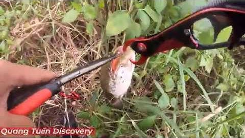 câu cá lóc bằng hunter v4 p2