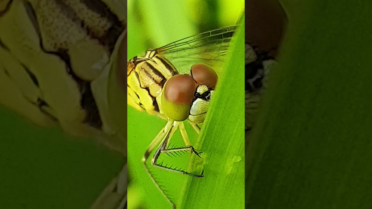 My life with dragonfly.15122021