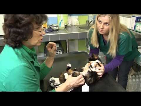 Video: Mobilās Veterinārās Klīnikas: Kas Tās Ir?