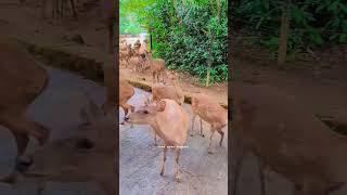 Taman Safari Bogor  #Animals #Zoo #Hewan #Shorts