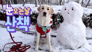 ⛄ Frozen ❄ Dog with Snow ❄ Dog walks in the snow