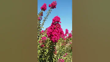 ინდური იასამანი ირმის რქა 