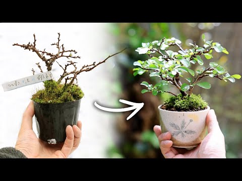 Tea Cup Mini bonsai of Longevity Plum【Bonsai diary 3/4】Easy