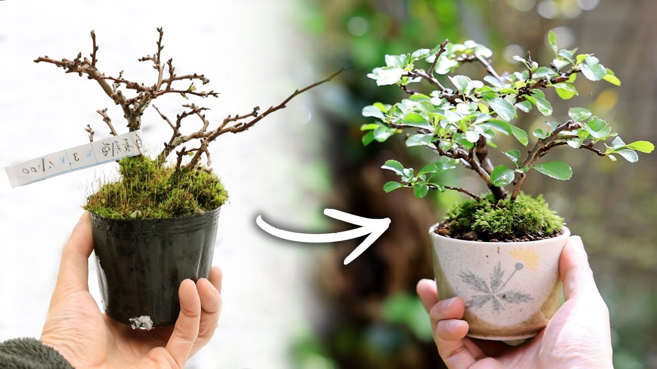 Tea Cup Mini bonsai of Longevity Plum【Bonsai diary 3/4