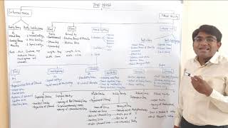 Anatomy of Nose/External Nose/Nasal Cavity/Nasal septum/Nasal Concha/Meatus screenshot 3