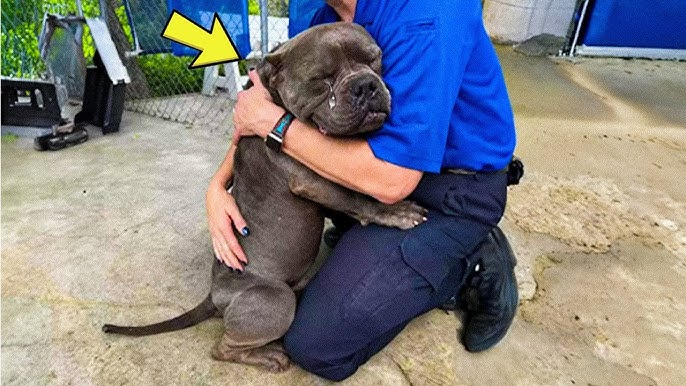 Dog Gives Owner ONE FINAL Hug Before Being Put Down – Then The Vet Says, "We’re Making A Mistake!"