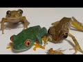 Try again and again✨🐸 Frog & Frog & Frog！