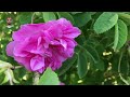 الحياة طبيعية في تمازيرت 