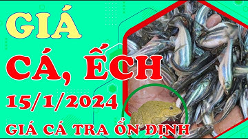 Cập nhật giá Cá, Ếch tại ĐBSCL hôm nay ngày 15/1/2024 - Giá cá tra ổn định