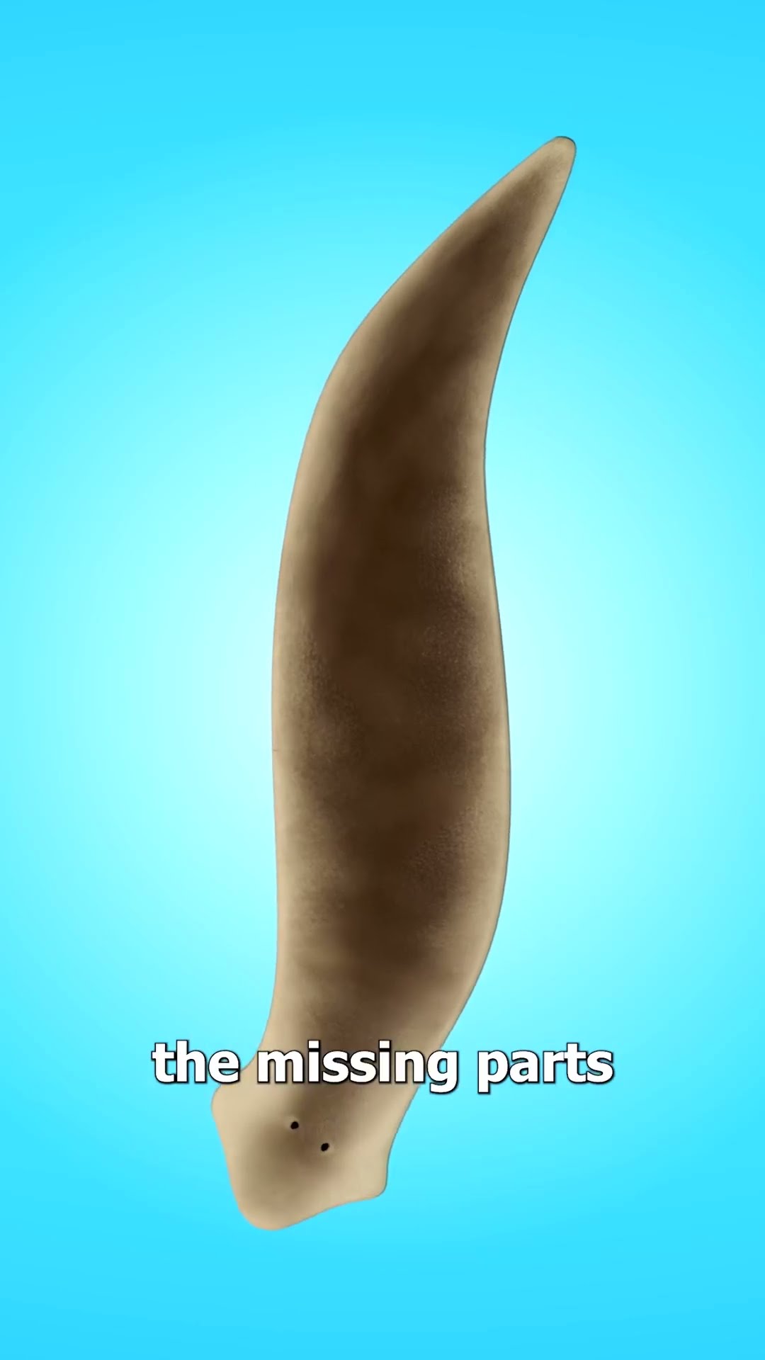 How One Worm Becomes Two ?