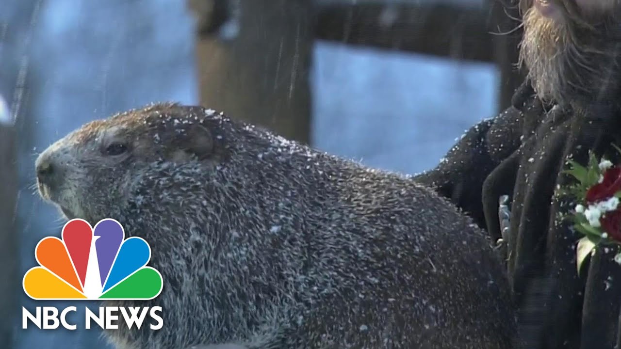 Groundhog Day 2021: Watch Punxsutawney Phil Predict 6 More Weeks Of Winter | NBC News NOW