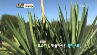 병만족, 희귀식물 독성테스트 @김병만의 정글의 법칙 20120902