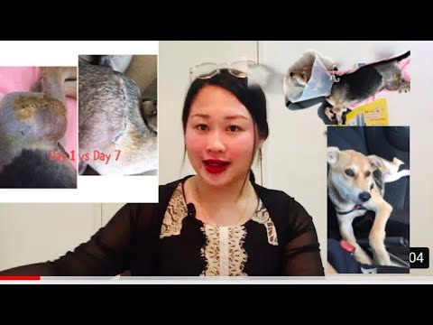 Video: Anak Anjing Yang Sakit Dan Pembedahan Yang Tidak Menyenangkan: Intussusceptions 101